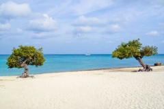 Famous Fofoti trees at Eagle Beach Aruba
